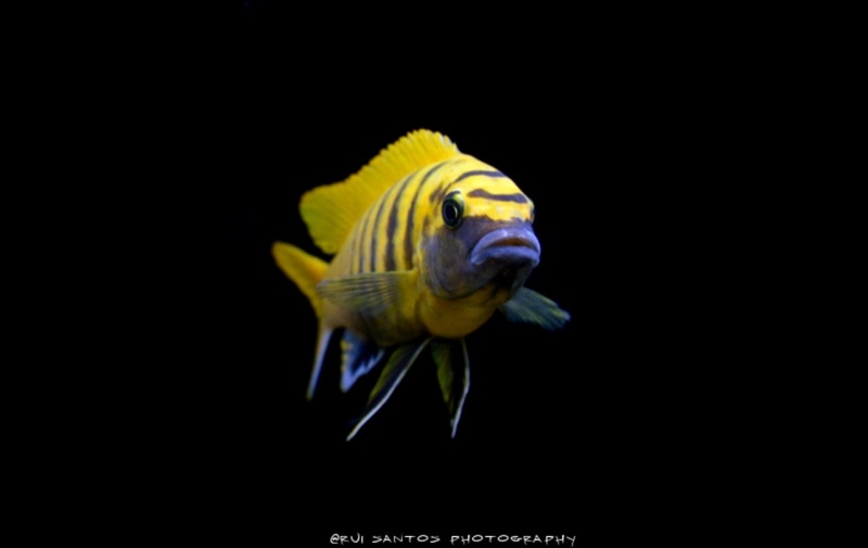 Maylandia sp. 'zebra gold' Kawanga